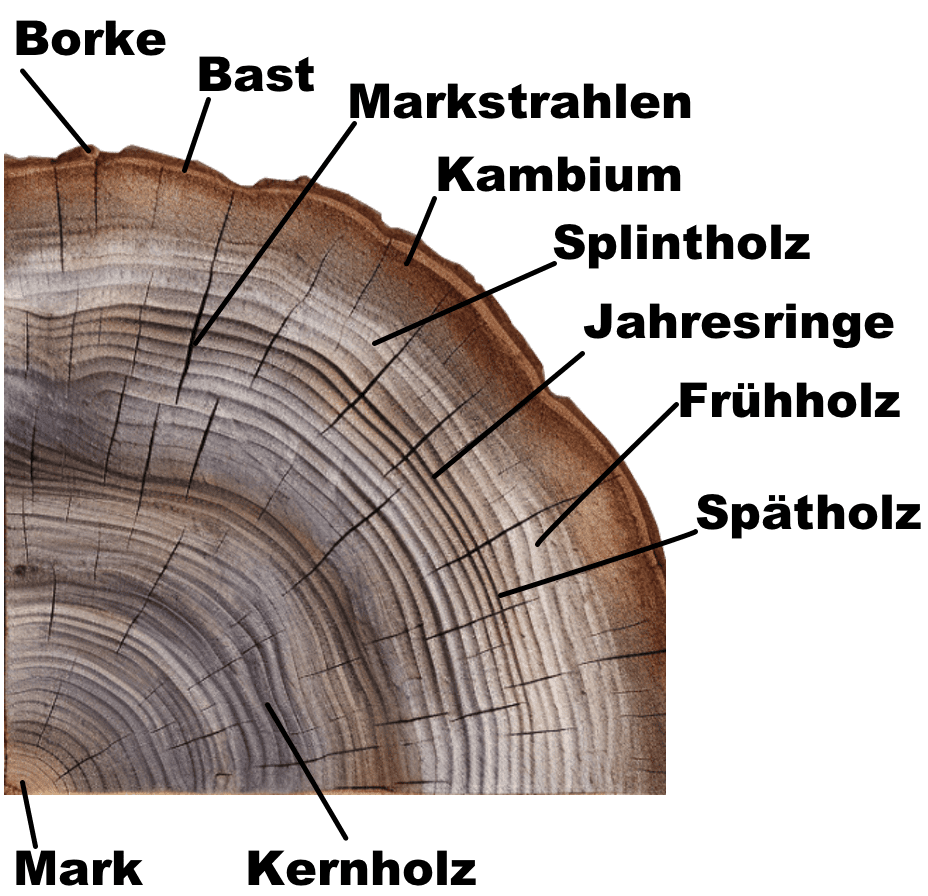 Beschreibung Holzstruktur im Querschnitt