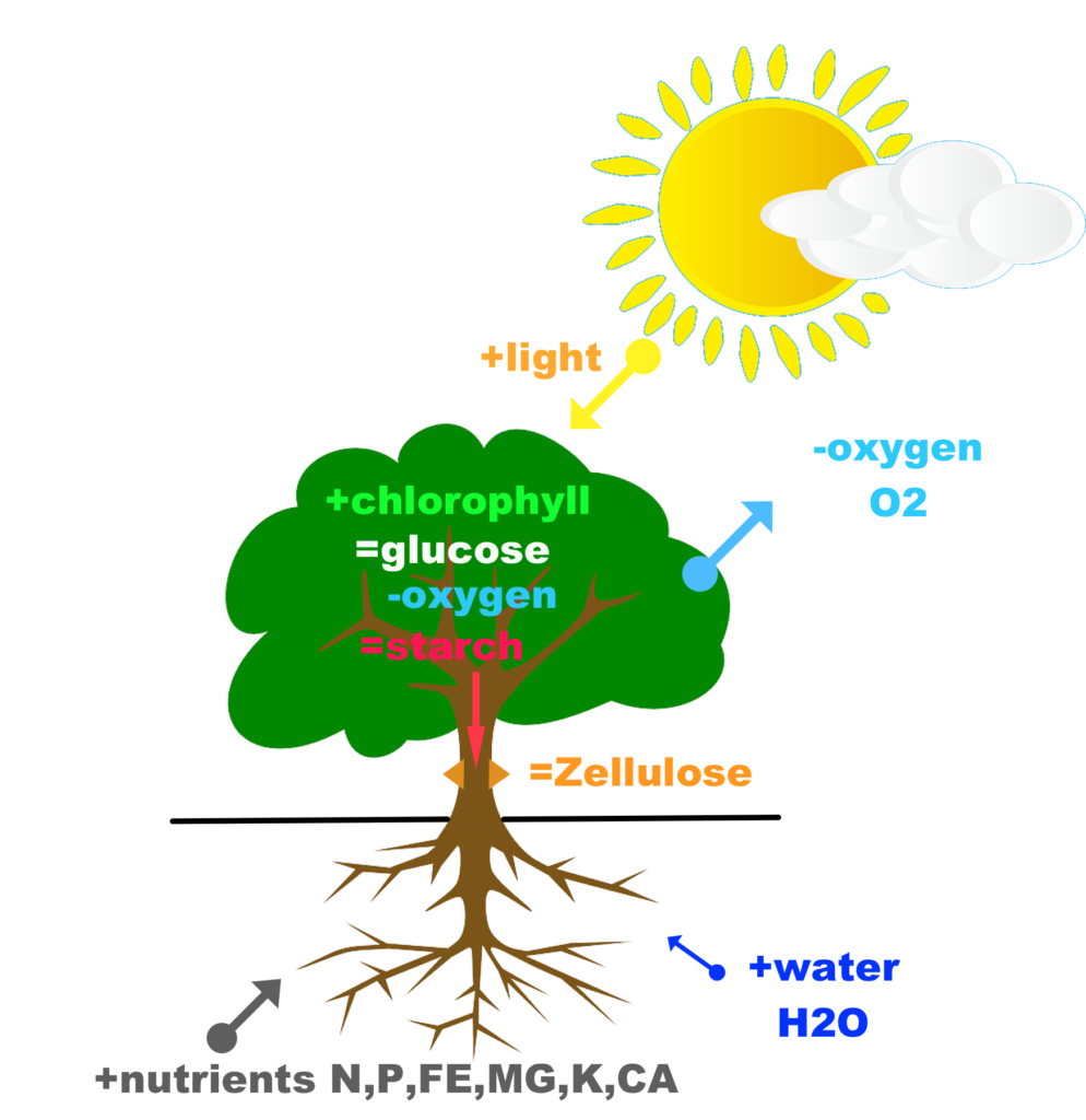 glucose and starch