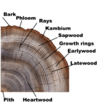 Wood - The material for your cutting board - mywoodpassion