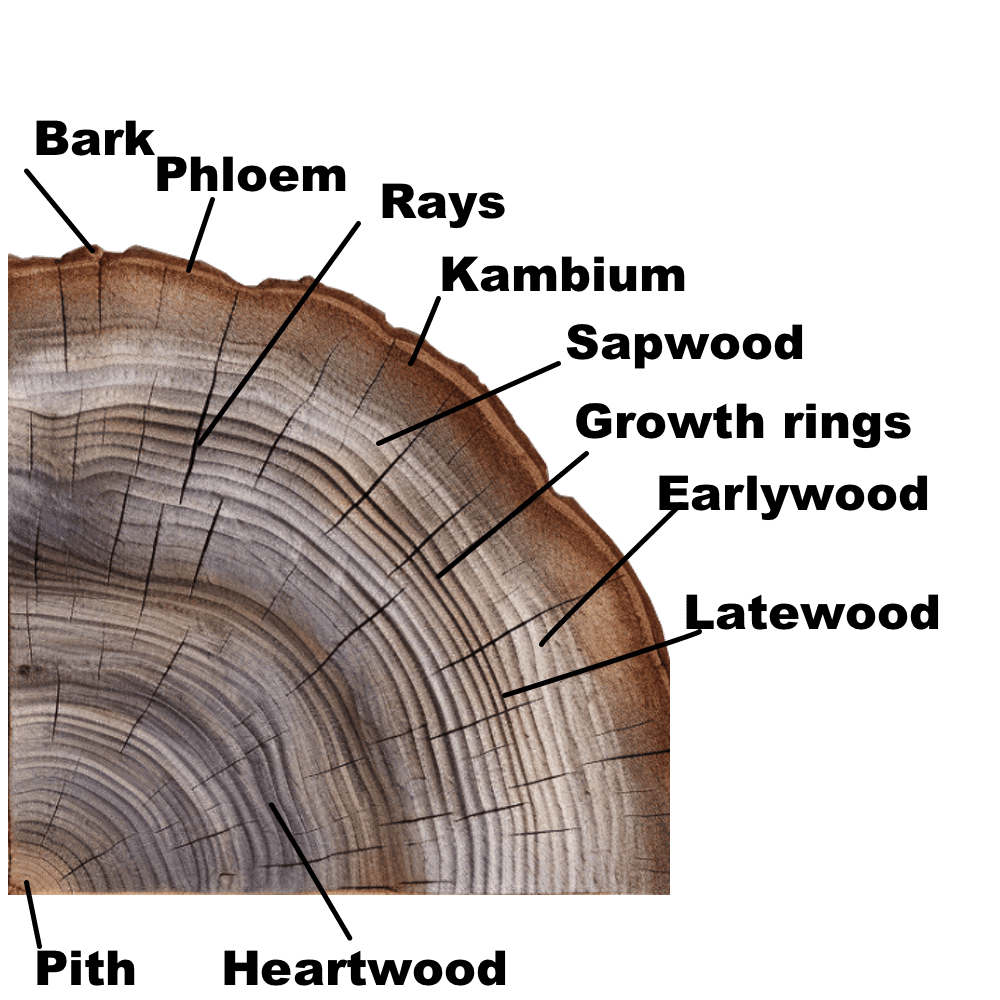 section of wood